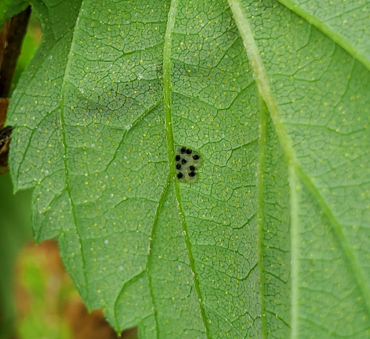 Mature ECB eggs with heads visible.